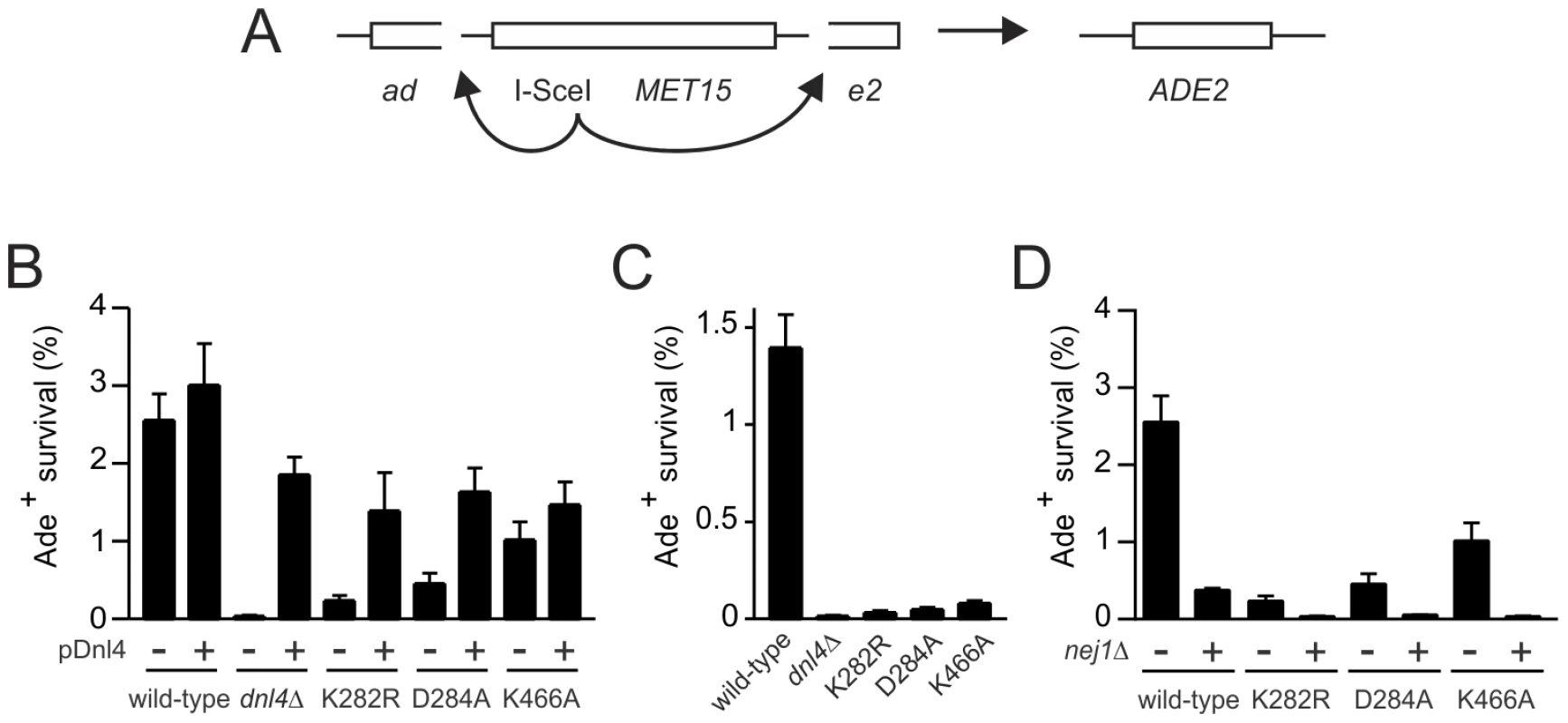Residual NHEJ in the chromosomal suicide deletion assay with catalytically defective Dnl4.