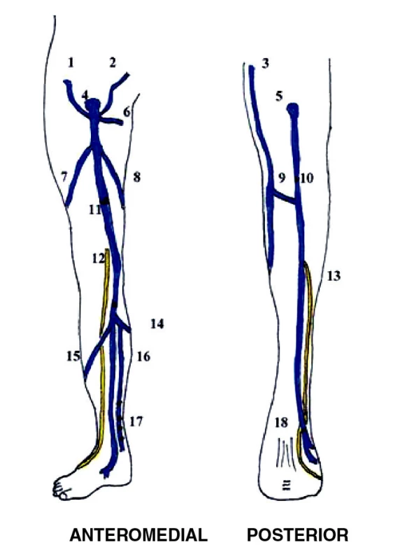 Povrchový systém žil dolní končetiny
1. Vena circumflexa superficialis
2. Vena epigastrica superficialis
3. Vena saphena magna
4. Vena saphena magna
5. Vena saphena parva
6. Vena pudenda externa
7. Vena accesoria lateralis
8. Vena accesoria medialis
9. spojka mezi VSM a VSP
10. Mayův perforátor
11. Hunterův perforátor
12. n. saphenus
13. n. suralis
14. spojka mezi VSM a VSP
15. Vena arcuata anterior
16. Vena arcuata posterior
17. Cockett I, II, III, Shermanův perforátor
18. Bassiho perforátor