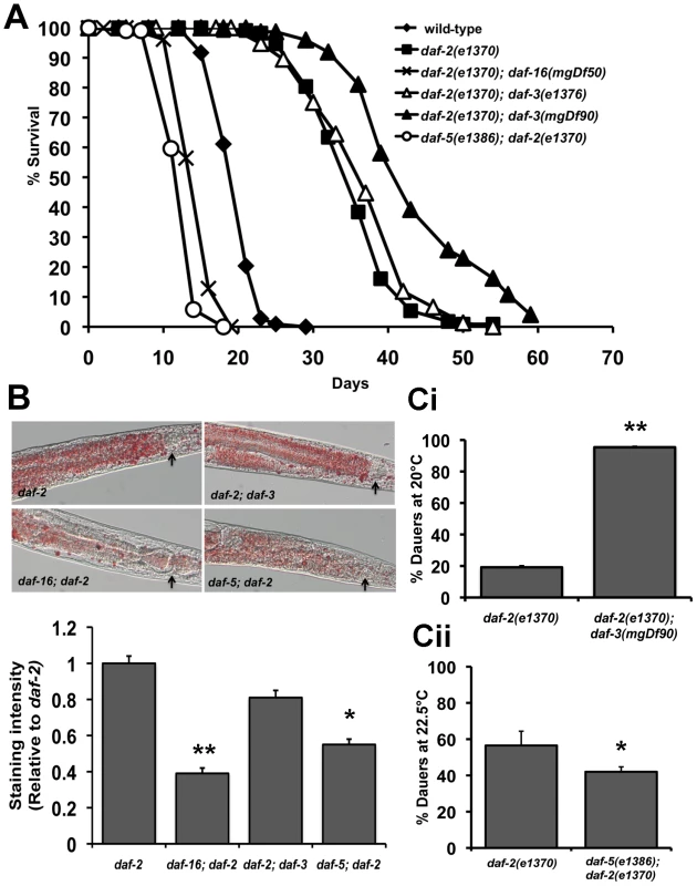 Crosstalk between IIS and TGF-β signaling pathways.