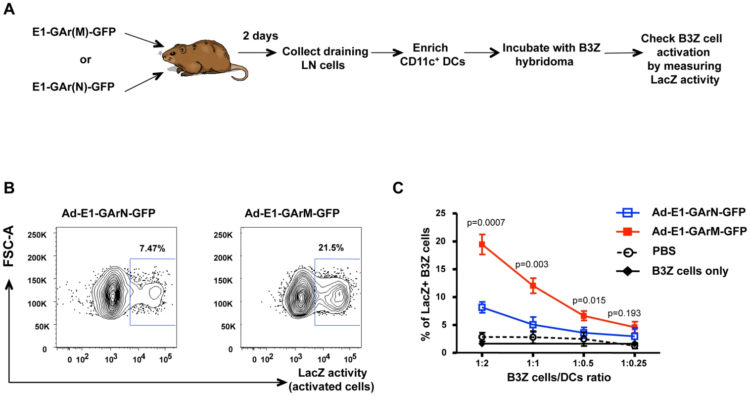 <i>Ex vivo</i> antigen presentation by DCs is influenced by mRNA translation efficiency.