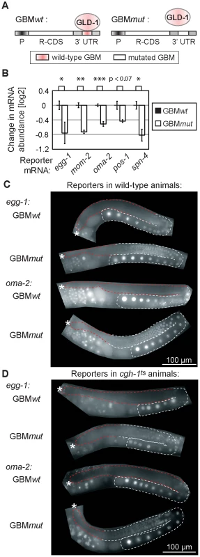 GLD-1 binding elicits mRNA stabilization and translational repression.