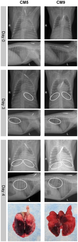 Radiographic alterations and lung pathology.