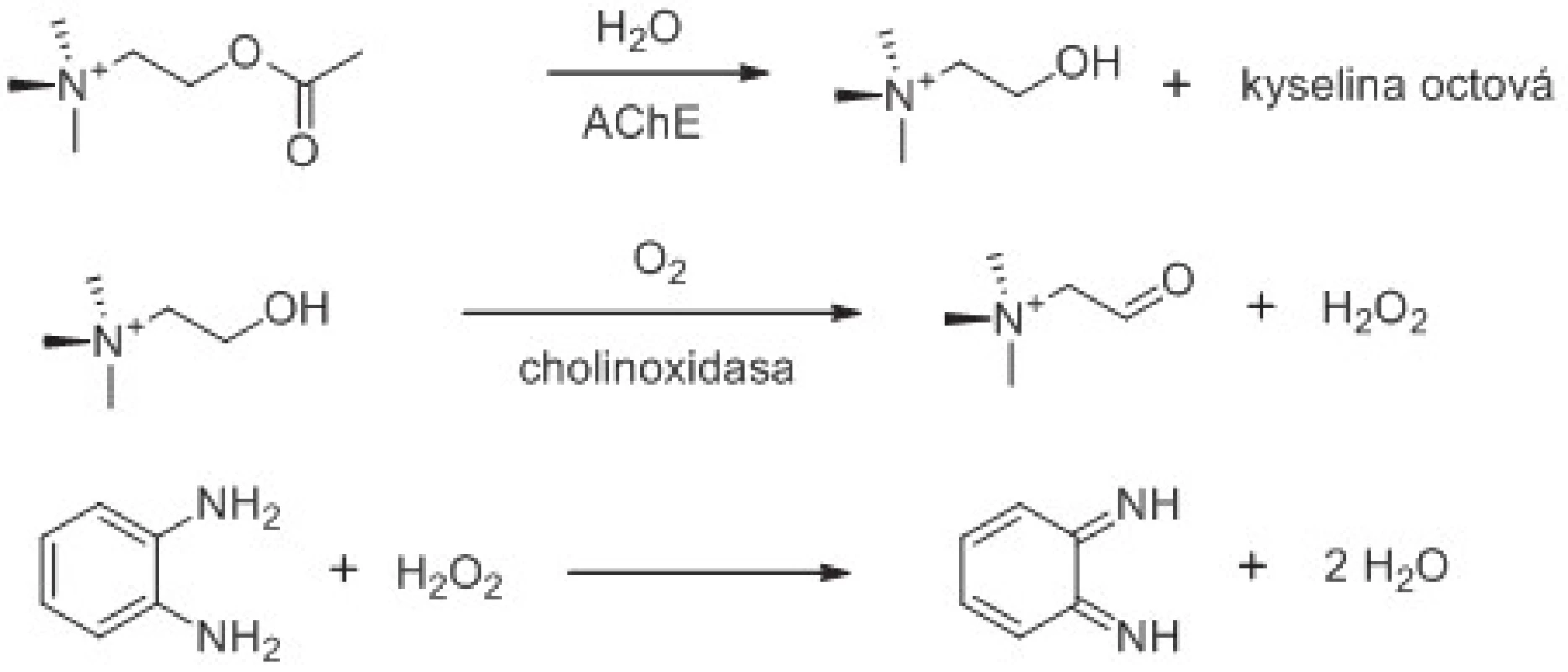 Využití cholinoxidasy při stanovení aktivity AChE. Znázorněno je i použití chromogenního substrátu reagujícího se vznikajícím peroxidem vodíku. Reakční schéma je upraveno z citovaných prací <sup>61, 62)</sup>.