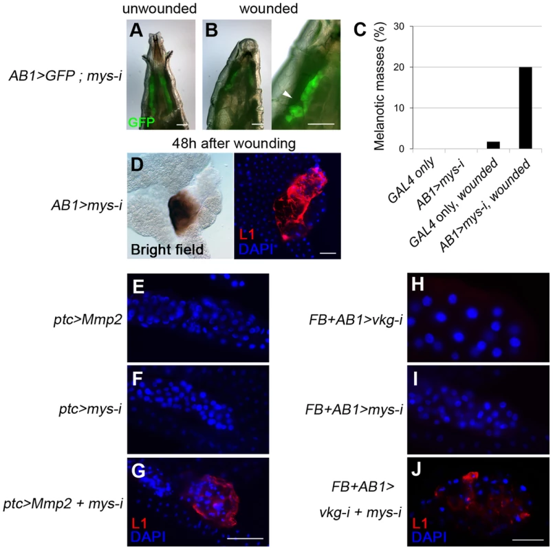 Loss of cell integrity is required in addition to BM disruption for melanotic mass formation.