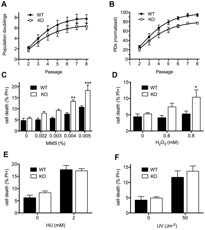 Cellular phenotypes of <i>Asciz</i>-deficient primary fibroblasts.