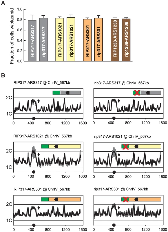 Re-initiation promoters do not alter the initiation activity of origins.