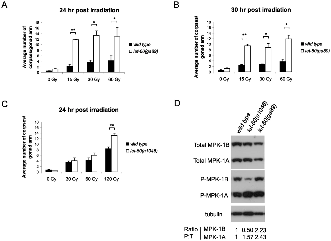 <i>let-60(ga89)</i> mutants show enhanced apoptosis following irradiation.