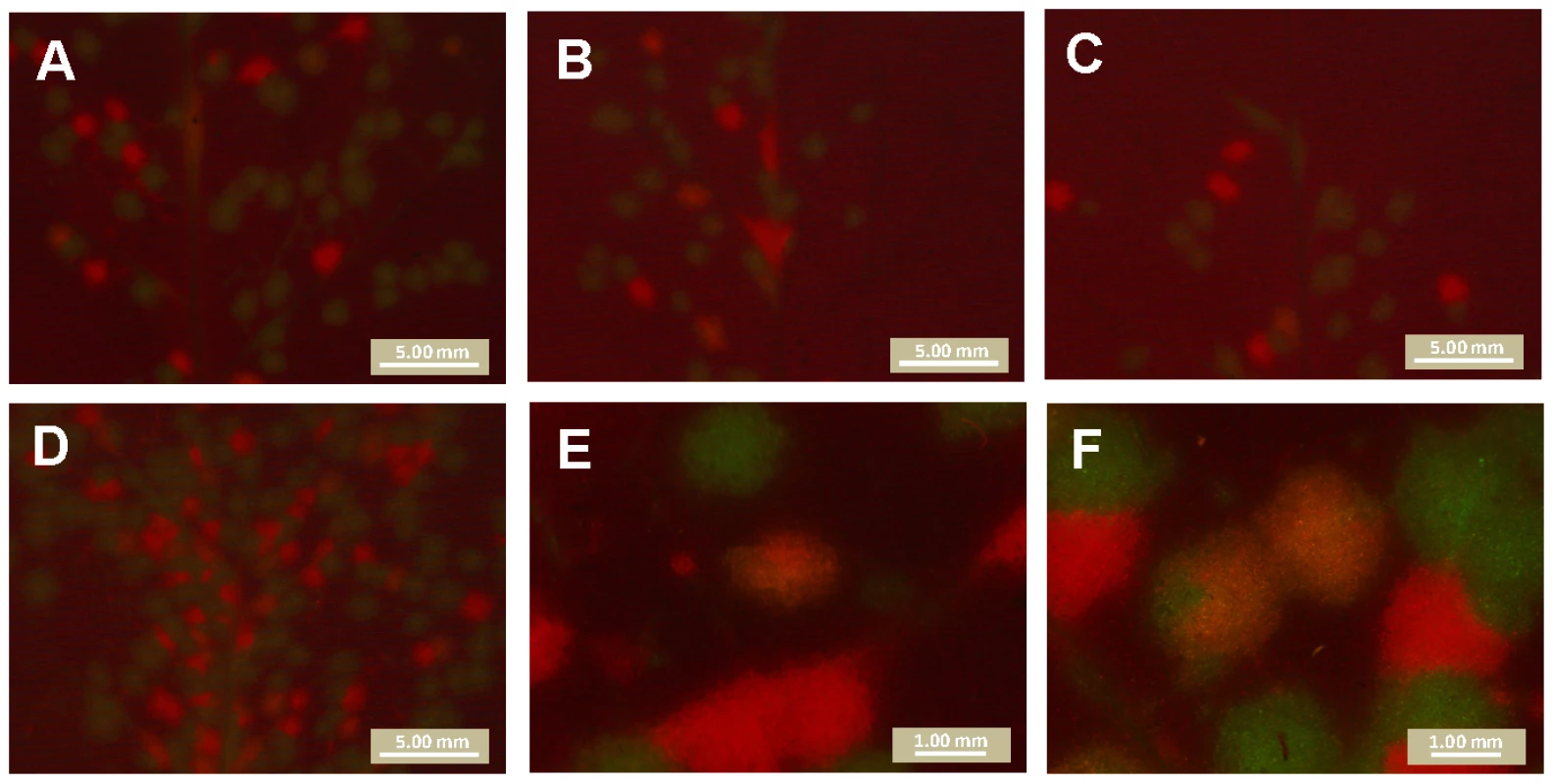 Mixed-genotype foci of primary infection in the inoculated leaf.