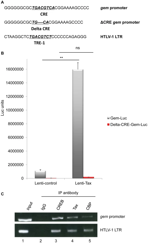 Together with CREB and CBP, Tax is present on the Gem promoter and activates its transcription.