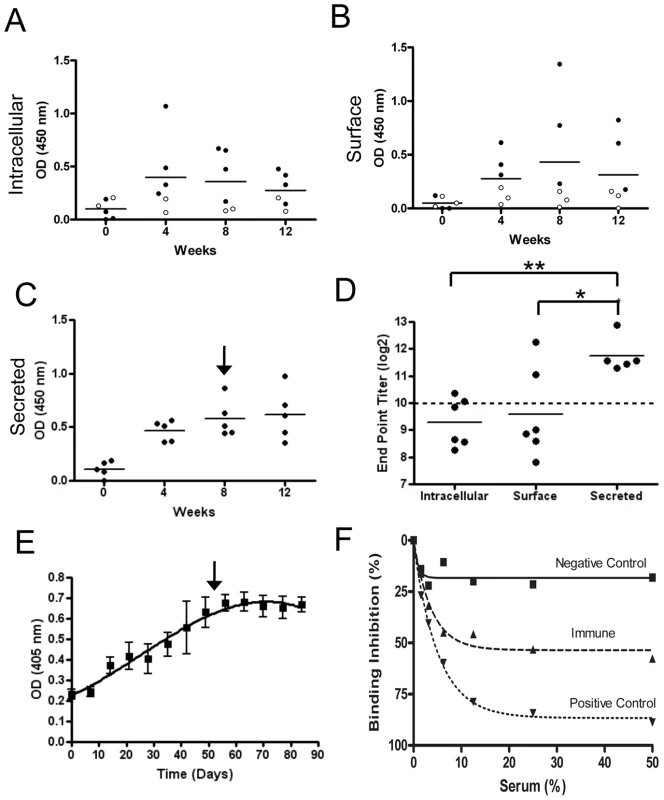 Inoculation with the vaccine vehicle stimulates an effective antibody response to the expressed antigen.