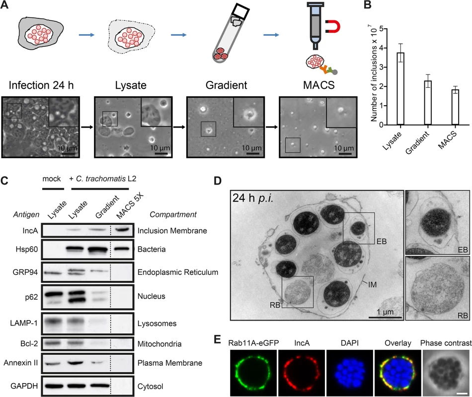 Isolation of <i>C</i>. <i>trachomatis</i> inclusions from HeLa cells at 24 h p.i.