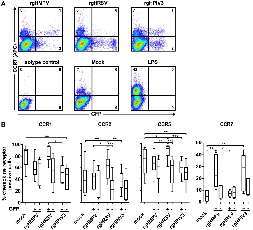 Chemokine receptor surface expression on GFP-positive versus GFP-negative MDDC following inoculation with rgHMPV, rgHRSV and rgHPIV3.