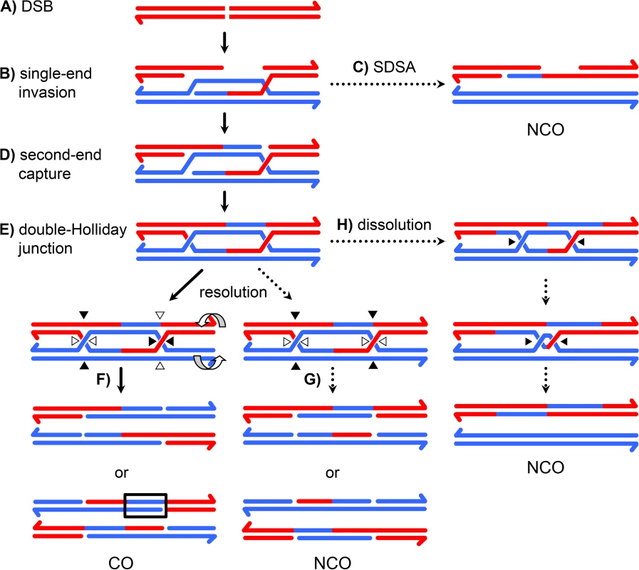 A current model of meiotic recombination.
