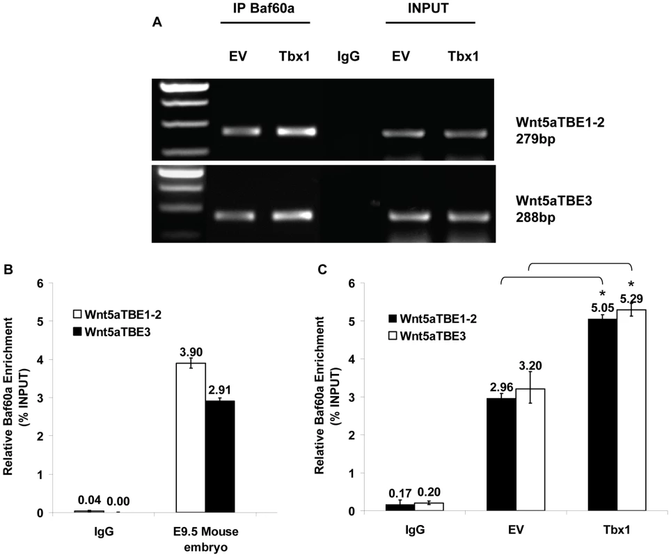 Baf60a occupies TBE regions of Wnt5a in P19Cl6 cells and embryo tissues.