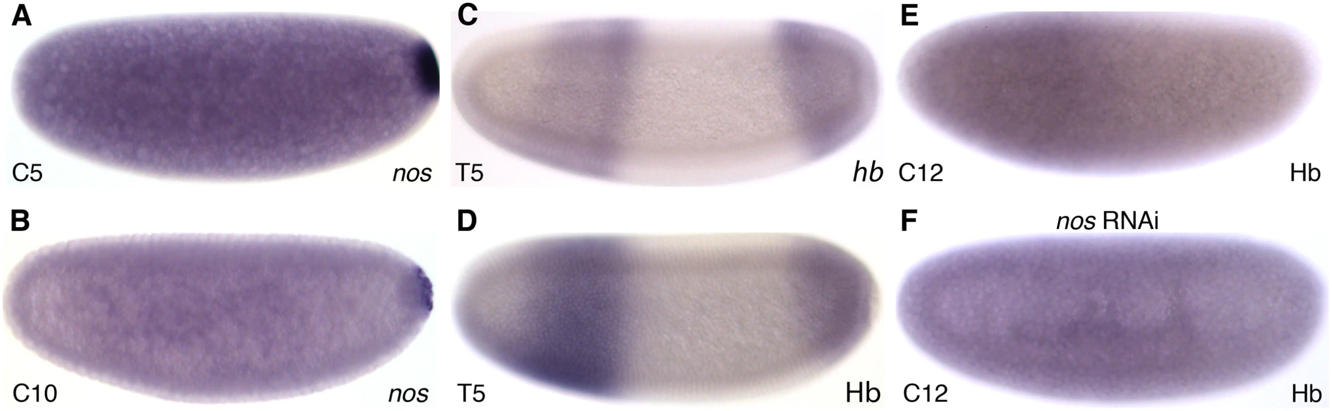 The posterior maternal system and formation of the maternal Hb gradient in <i>M</i>. <i>abdita</i>.