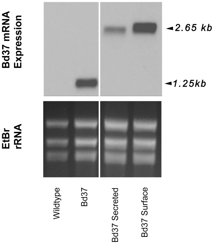 Transcript expression of exogenous genes in transgenic <i>T. theileri.</i>