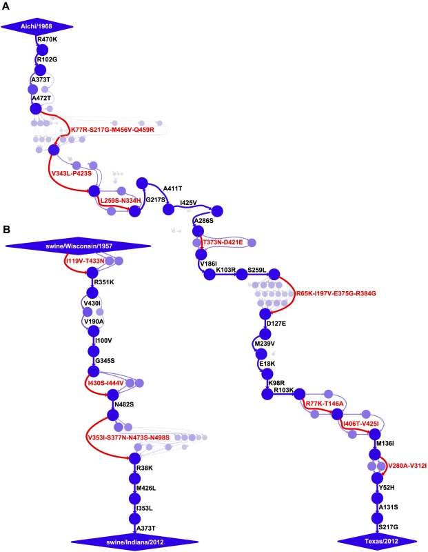 Evolutionary trajectories of human and swine NP.