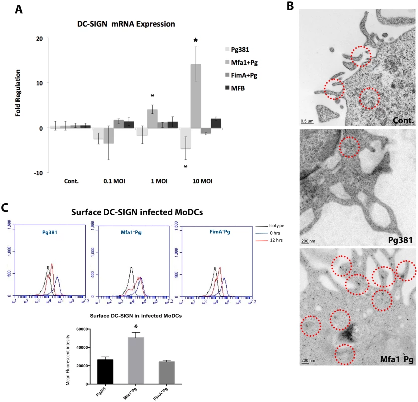 Mfa1<sup>+</sup>Pg up-regulate the expression of DC-SIGN in human MoDCs.