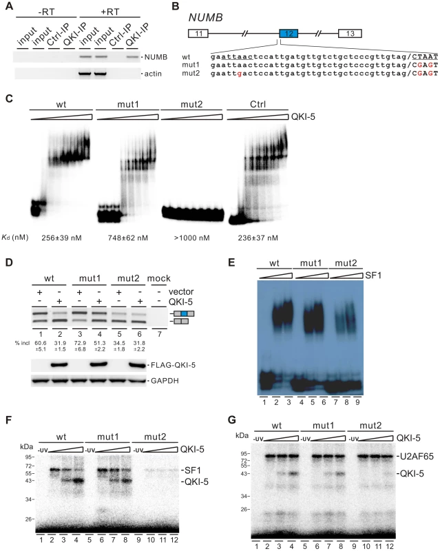 QKI-5 inhibits the inclusion of <i>NUMB</i> exon 12 by recognizing two binding sites flanking the 3′ splice site of intron 12.