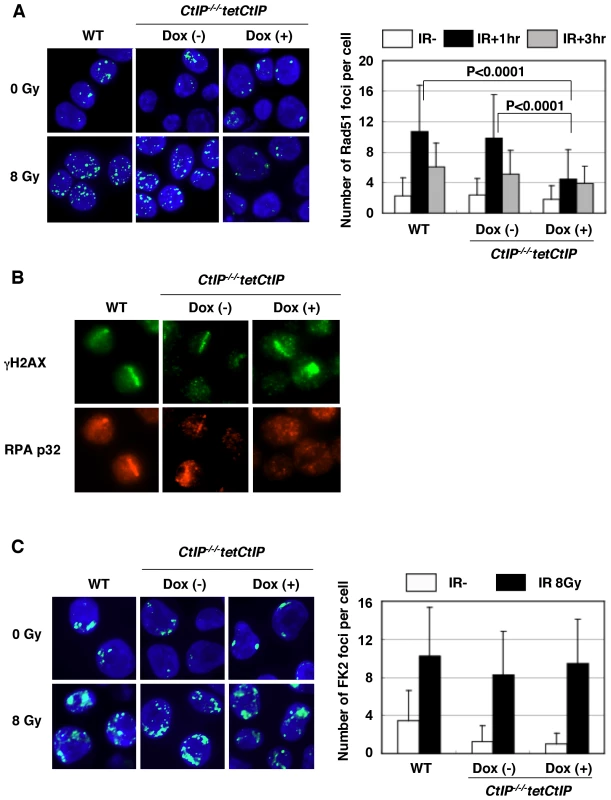 Impaired γ-ray–induced Rad51 focus formation in <i>CtIP</i>-depleted cells.