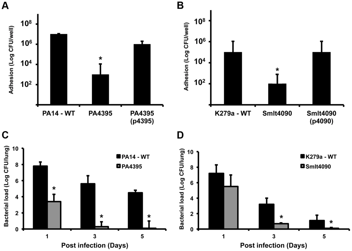 Roles for XC_3703 homologues in virulence of the human pathogens <i>Pseudomonas aeruginosa</i> and <i>Stenotrophomonas maltophilia</i>.