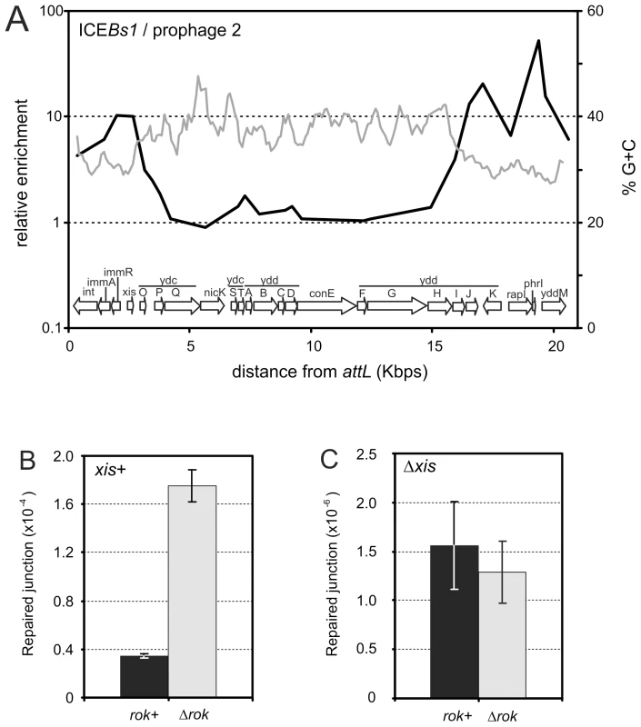 Association of Rok with ICE<i>Bs1.</i>