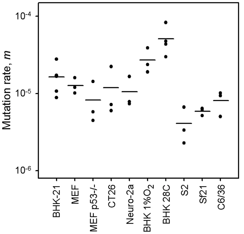 VSV mutation rate to the MAR phenotype estimated by the Luria-Delbrück fluctuation test in different cellular environments.