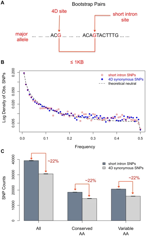 The signal of strong selection acting on 4D sites.