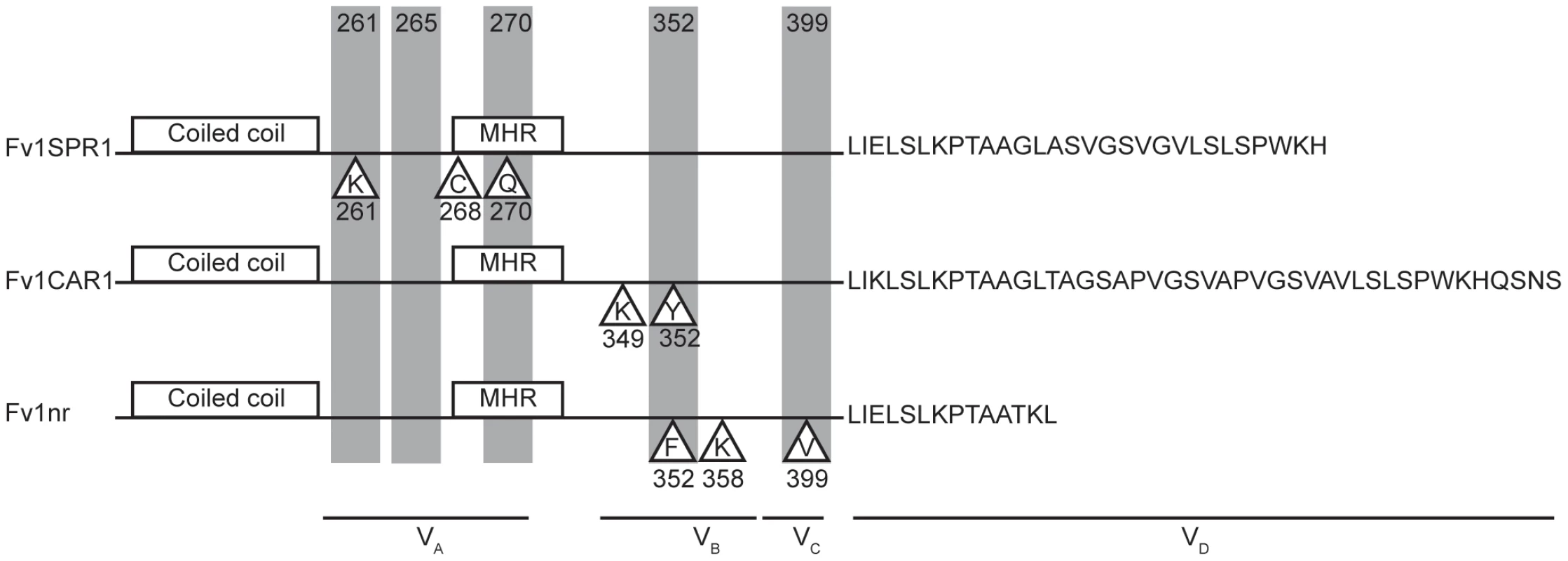 Properties of the variable regions of Fv1.