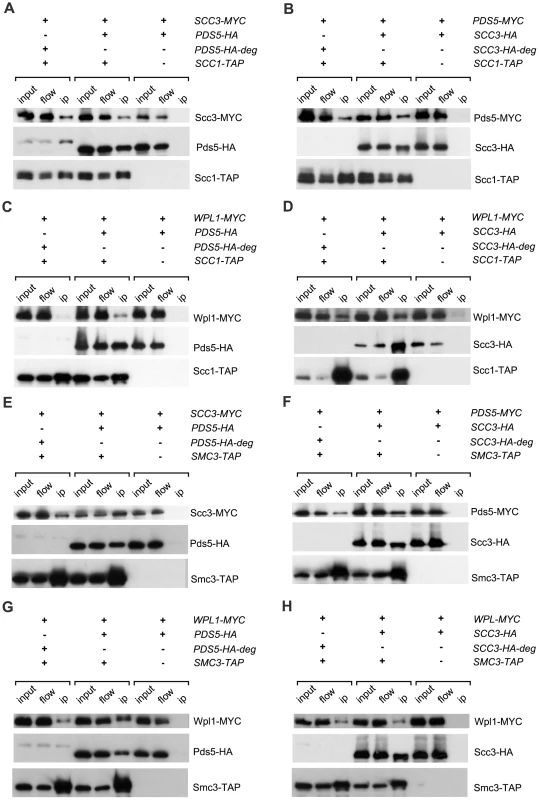 Interaction of Pds5, Scc3 and Wpl1 with cohesin ring.
