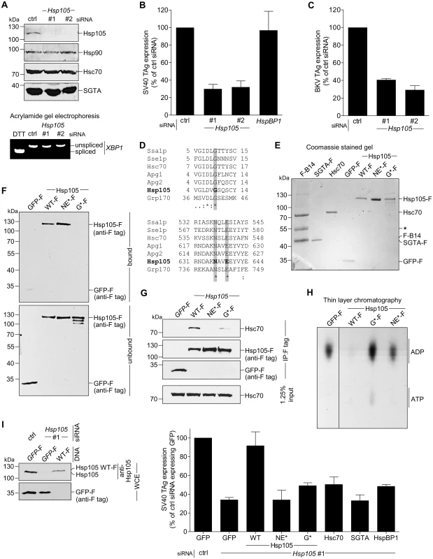 Hsp105 is essential for polyomavirus infection.