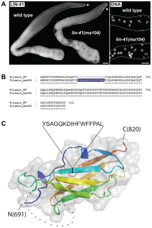 The filamin domain of LIN-41 is not essential for the germline function.