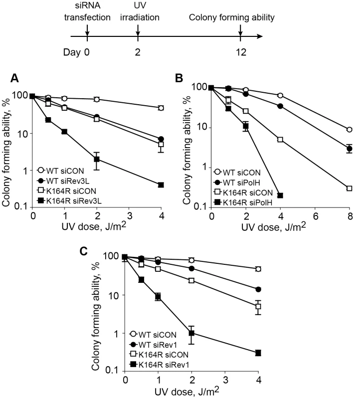Epistasis analysis of the contributions of ubiquitinated PCNA and TLS DNA polymerases to UV sensitivity.