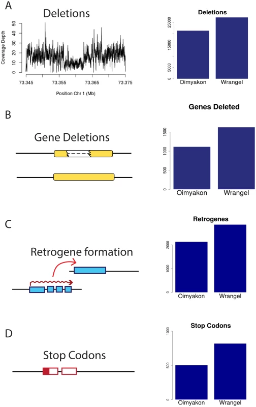 Excess of putatively detrimental mutations in the Wrangel island genome.