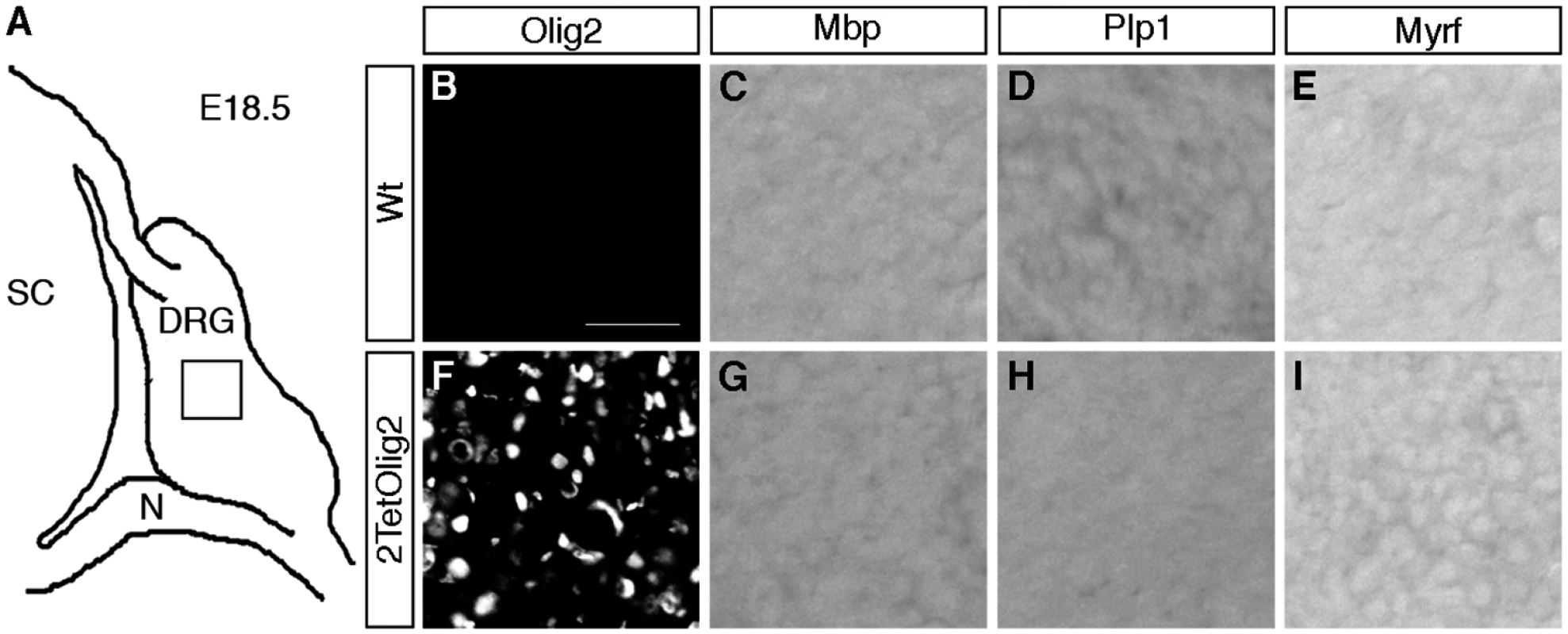 Olig2 overexpression does not generate oligodendrocyte-like cells in DRG.