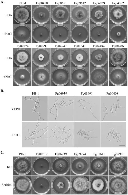 Mutants with altered sensitivity to hyperosmotic stress.