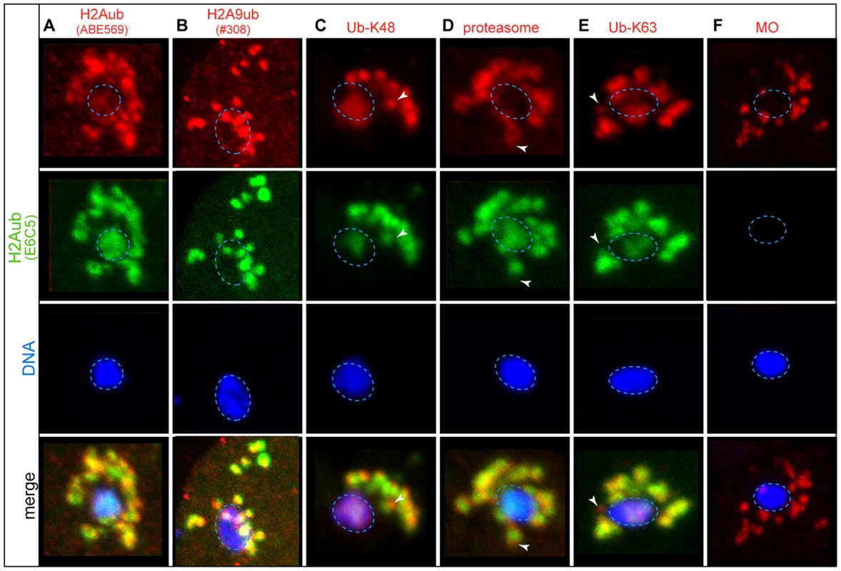 Paternal histone H2A is ubiquitinated and removed after fertilization.