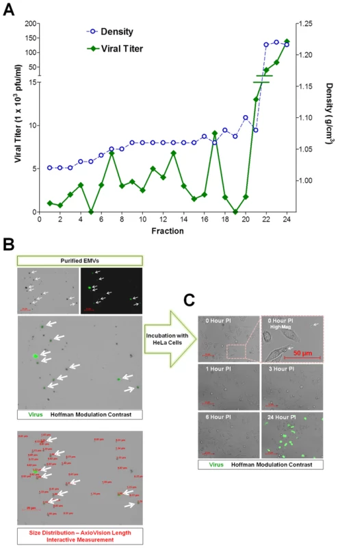 Purified EMVs isolated from infected progenitor cells contained infectious virus.
