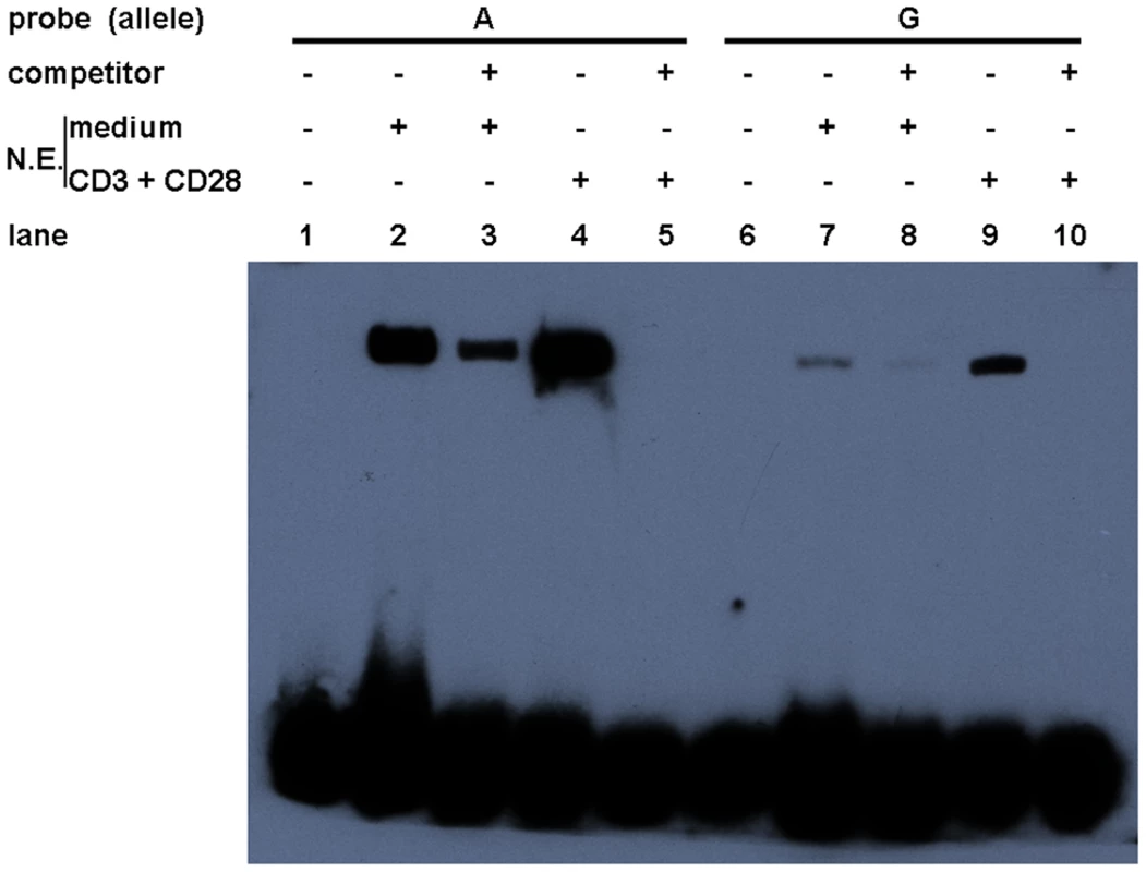Allelic difference of rs57095329 in binding affinity to nuclear proteins.