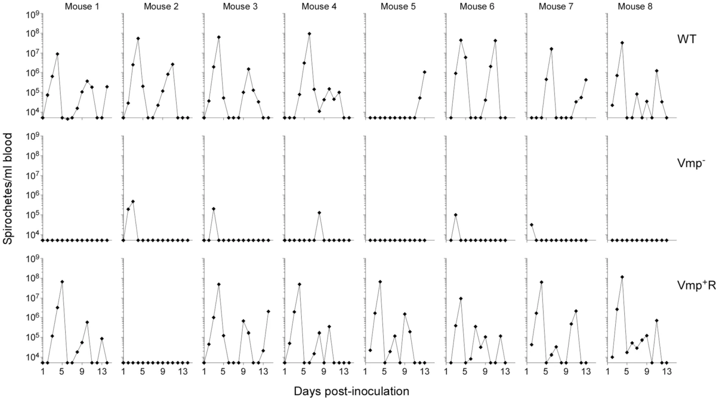 The <i>vmp</i> expression site is required for <i>B. hermsii</i> to relapse in mice following needle-inoculation.