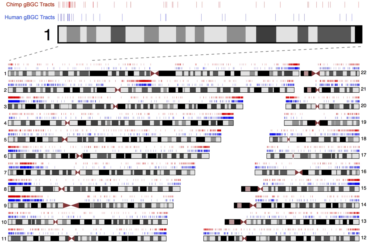 Genomic distribution of predicted human and chimpanzee gBGC tracts.