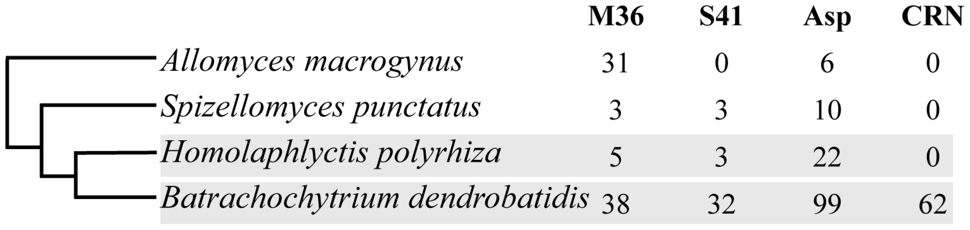 Gene family copy numbers for metalloproteases (M36), serine-type proteases (S41), aspartyl proteases (ASP) and CRN-like proteins (CRN) in the Chytridiomycota (<i>Bd</i>, <i>Hp</i> and <i>S. punctatus</i>), and a Blastocladiomycota outgroup (<i>A. macrogynus</i>).