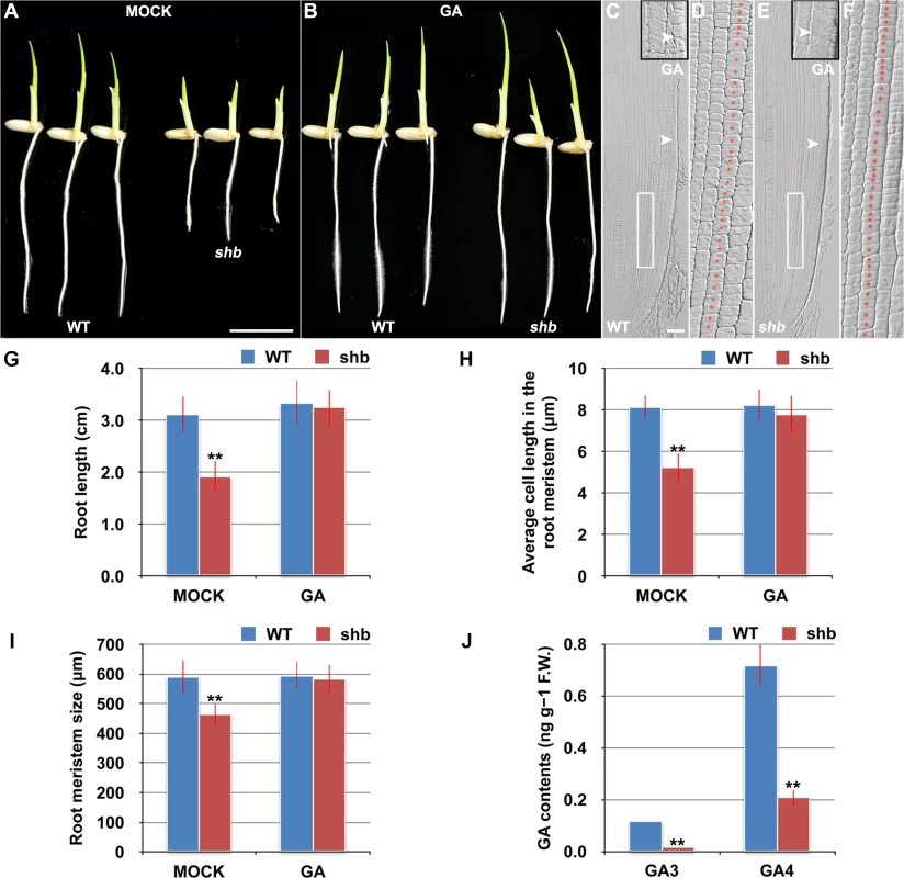 <i>shb</i> is a novel GA-deficient mutant whose root phenotypes could be restored to WT by exogenous application of GA<sub>3</sub>.