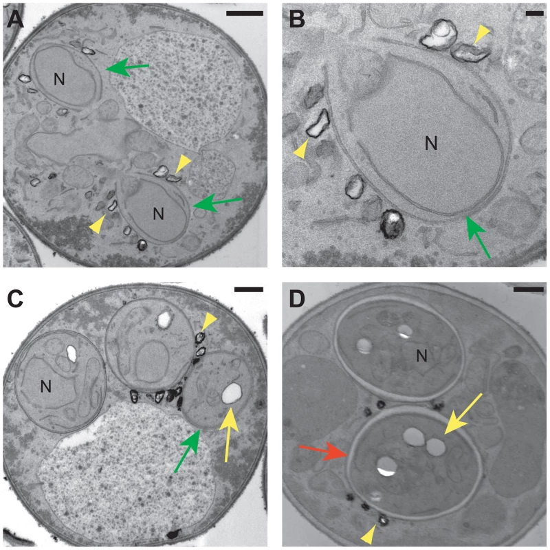 Electron microscopy of lipid droplets in sporulating cells.