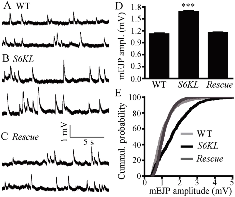 Quantal size is increased in <i>S6KL</i> mutants.