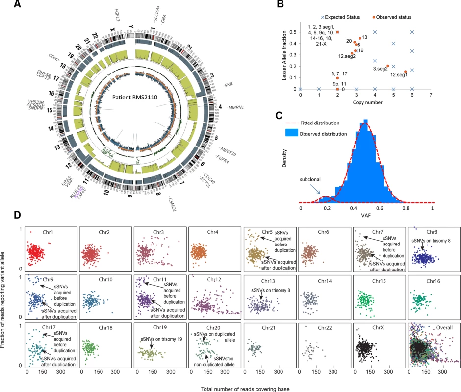 Inferring evolutionary history for a typical rhabdomyosarcoma sample RMS2110.