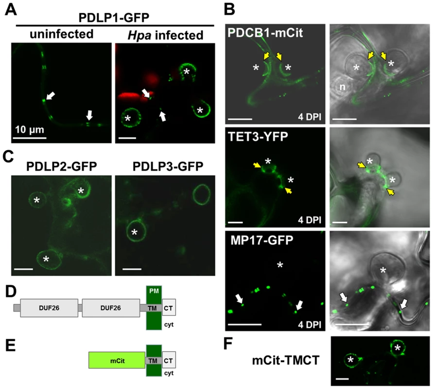 PDLPs, but not other PD proteins, are located at the EHM.