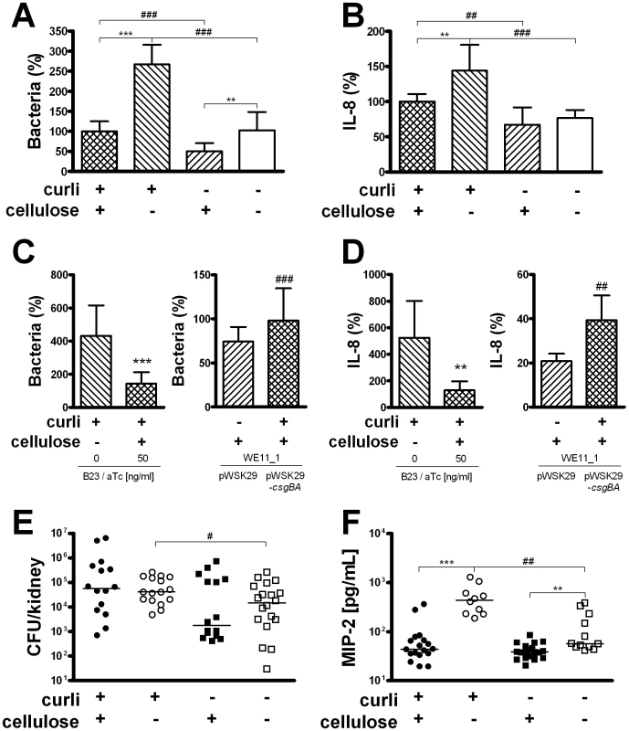 Adhesion and immune induction by <i>E. coli</i> expressing or lacking curli and/or cellulose.