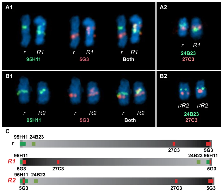 Two-colour FISH staining of metaphase chromosomes using BACs mapped to GGA7.