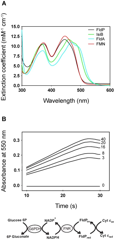 FldP from <i>P. aeruginosa</i> is a functional flavodoxin.